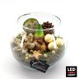 Amaryllis Kerstcreatie Wit (20cm)